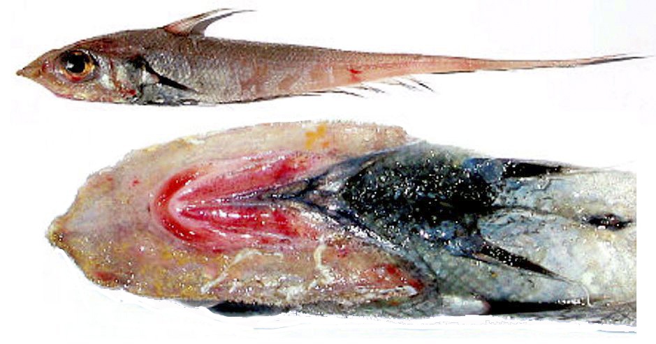 Nezumia spp sclerorhynchus